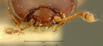 Media type: image;   Entomology 6827 Aspect: head frontal view